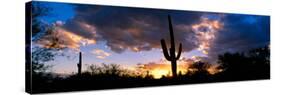 Saguaro Cactus, Sunset, Tucson-null-Stretched Canvas