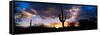 Saguaro Cactus, Sunset, Tucson-null-Framed Stretched Canvas