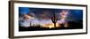 Saguaro Cactus, Sunset, Tucson-null-Framed Photographic Print