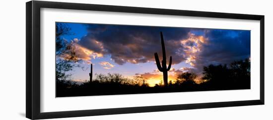 Saguaro Cactus, Sunset, Tucson-null-Framed Photographic Print