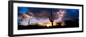 Saguaro Cactus, Sunset, Tucson-null-Framed Photographic Print