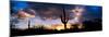 Saguaro Cactus, Sunset, Tucson-null-Mounted Photographic Print