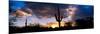 Saguaro Cactus, Sunset, Tucson-null-Mounted Photographic Print