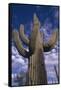 Saguaro Cactus-DLILLC-Framed Stretched Canvas