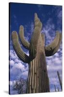 Saguaro Cactus-DLILLC-Stretched Canvas