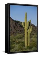 Saguaro Cactus-DLILLC-Framed Stretched Canvas