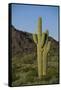 Saguaro Cactus-DLILLC-Framed Stretched Canvas