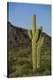 Saguaro Cactus-DLILLC-Stretched Canvas