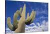 Saguaro Cactus-DLILLC-Stretched Canvas