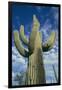 Saguaro Cactus-DLILLC-Framed Premium Photographic Print
