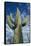 Saguaro Cactus-DLILLC-Framed Stretched Canvas