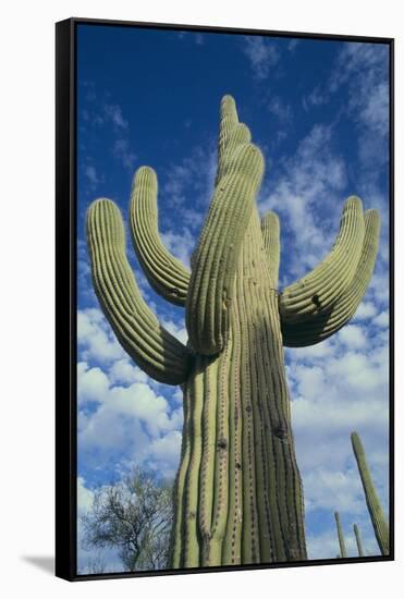 Saguaro Cactus-DLILLC-Framed Stretched Canvas