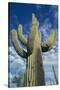 Saguaro Cactus-DLILLC-Stretched Canvas