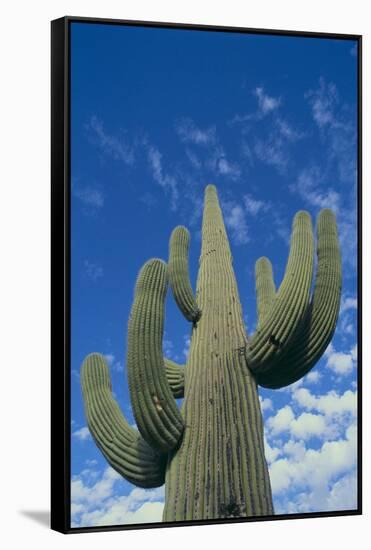 Saguaro Cactus-DLILLC-Framed Stretched Canvas