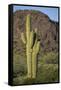 Saguaro Cactus-DLILLC-Framed Stretched Canvas