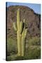 Saguaro Cactus-DLILLC-Stretched Canvas