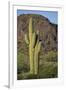 Saguaro Cactus-DLILLC-Framed Premium Photographic Print