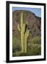 Saguaro Cactus-DLILLC-Framed Premium Photographic Print