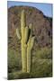 Saguaro Cactus-DLILLC-Mounted Premium Photographic Print