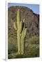 Saguaro Cactus-DLILLC-Framed Premium Photographic Print