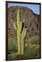 Saguaro Cactus-DLILLC-Framed Premium Photographic Print