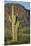 Saguaro Cactus-DLILLC-Mounted Premium Photographic Print