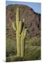 Saguaro Cactus-DLILLC-Mounted Premium Photographic Print