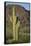 Saguaro Cactus-DLILLC-Framed Stretched Canvas