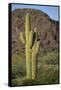 Saguaro Cactus-DLILLC-Framed Stretched Canvas