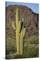 Saguaro Cactus-DLILLC-Stretched Canvas