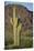 Saguaro Cactus-DLILLC-Stretched Canvas