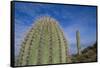 Saguaro Cactus-DLILLC-Framed Stretched Canvas