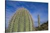 Saguaro Cactus-DLILLC-Stretched Canvas