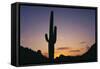 Saguaro Cactus-DLILLC-Framed Stretched Canvas