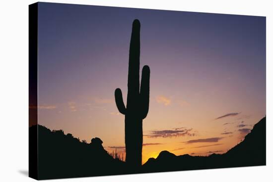 Saguaro Cactus-DLILLC-Stretched Canvas