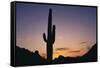 Saguaro Cactus-DLILLC-Framed Stretched Canvas