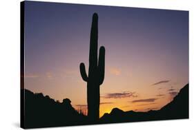 Saguaro Cactus-DLILLC-Stretched Canvas