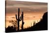Saguaro Cactus-wollertz-Stretched Canvas