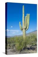 Saguaro Cactus-kobby_dagan-Stretched Canvas