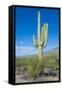 Saguaro Cactus-kobby_dagan-Framed Stretched Canvas
