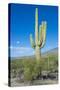 Saguaro Cactus-kobby_dagan-Stretched Canvas