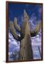 Saguaro Cactus-DLILLC-Framed Photographic Print