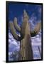 Saguaro Cactus-DLILLC-Framed Photographic Print