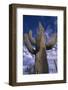 Saguaro Cactus-DLILLC-Framed Photographic Print