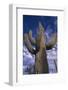 Saguaro Cactus-DLILLC-Framed Photographic Print