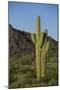 Saguaro Cactus-DLILLC-Mounted Photographic Print