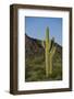 Saguaro Cactus-DLILLC-Framed Photographic Print