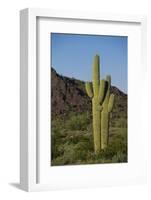 Saguaro Cactus-DLILLC-Framed Photographic Print