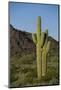 Saguaro Cactus-DLILLC-Mounted Photographic Print