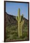 Saguaro Cactus-DLILLC-Framed Photographic Print